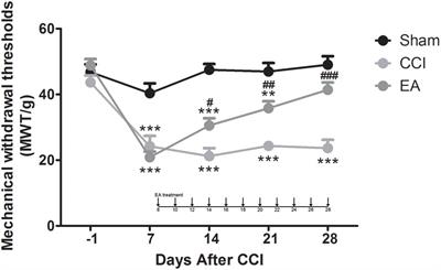 Electroacupuncture Attenuates Neuropathic Pain and Comorbid Negative Behavior: The Involvement of the Dopamine System in the Amygdala